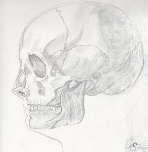 crâne-humain-croquis-graphite