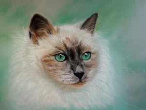 peinture chat-portrait aux pastels-chat angora-peinture salomée