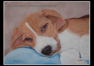 portrait-beagle-portos-salomee.fr